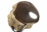 Polished Fossil Mosasaur Vertebra w/ Metal Stand - Texas #335052-1